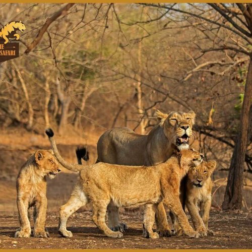 1702282119_Gir_Forest_National_Park_2